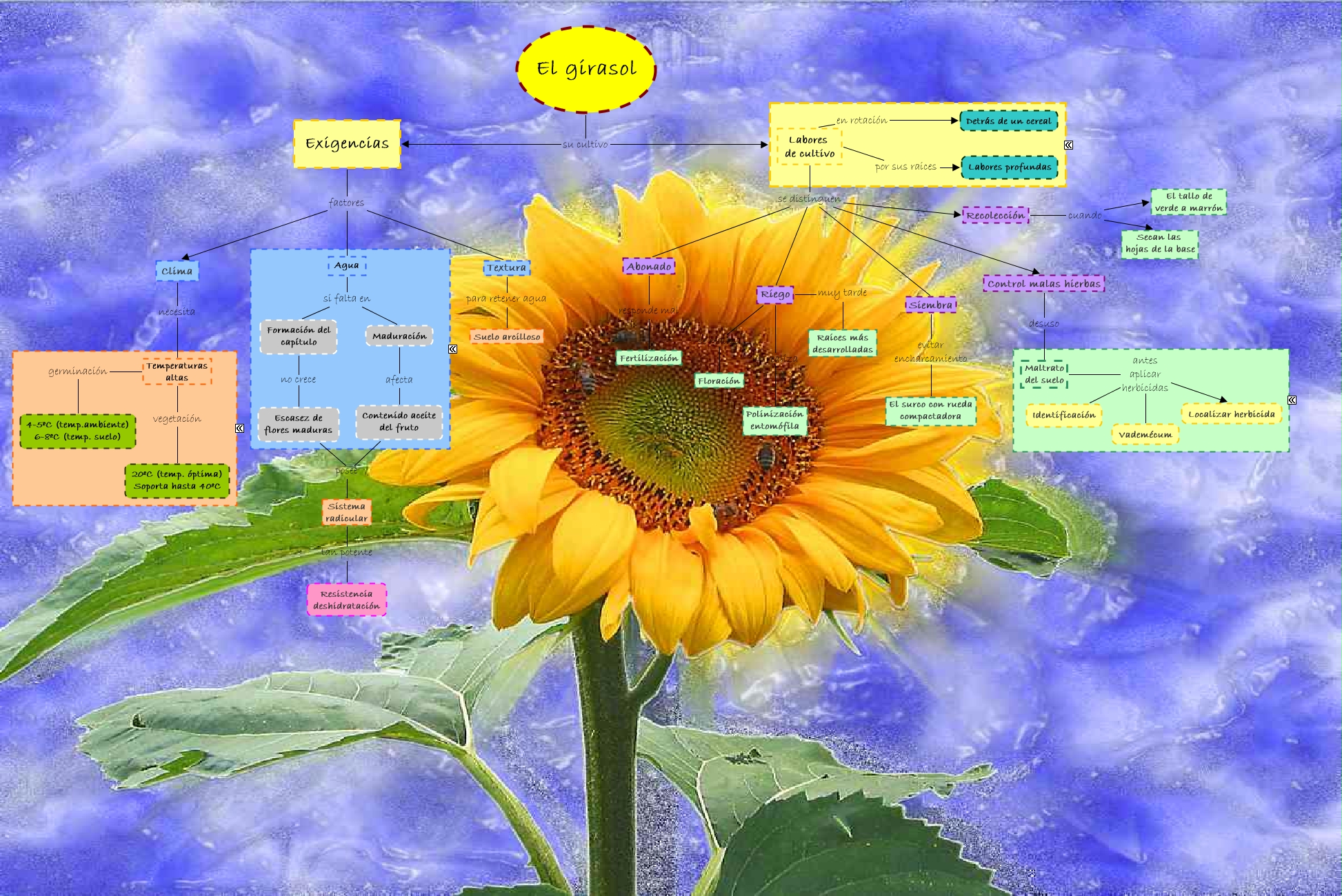 El girasol El cultivo del girasol